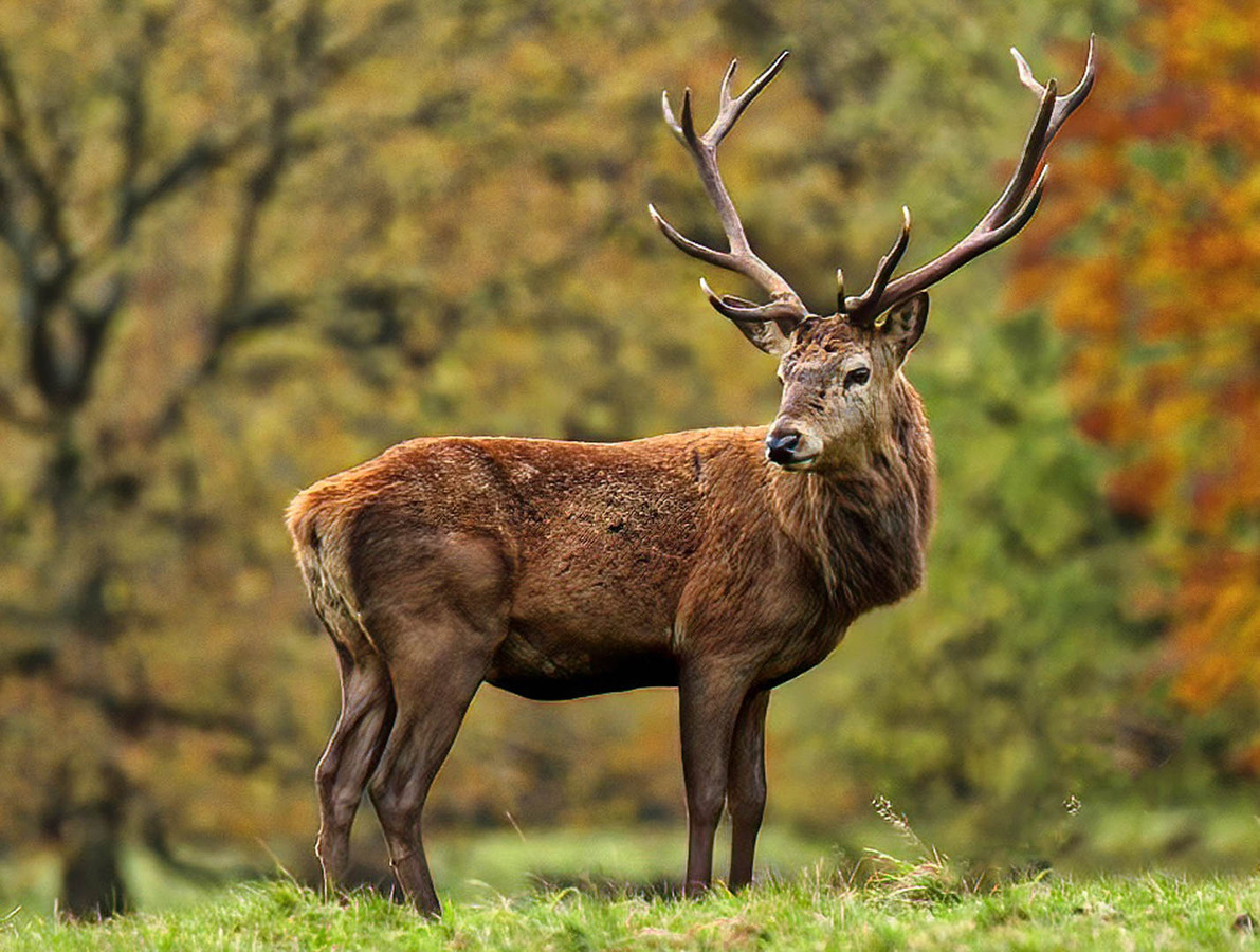 16 Autumn deer